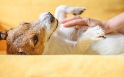 Your Dog’s Happiness: Does Dog Boarding Benefit Canine Mental Health?