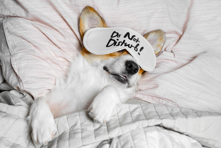 Cute Corgi Sleeps On The Bed With Eye Mask. Live with schedule, time to wake up.