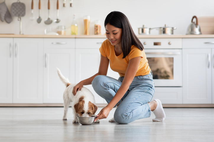 Loving korean lady petting her dog while feeding it