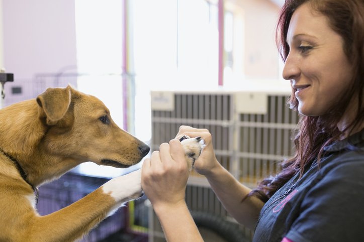 Dog groomer clipping dogs nails