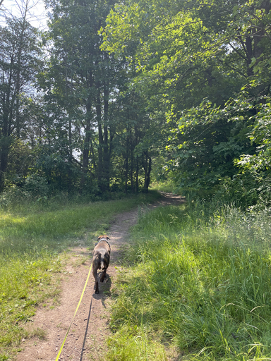 Dog on leash walking down path in woods