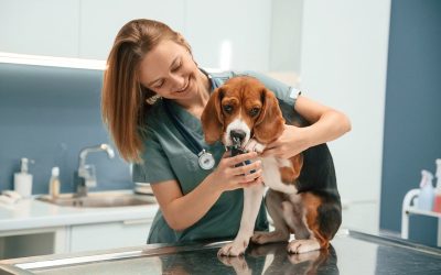 How Do Spay/Neuter Procedures Benefit Pet Health Long-Term?