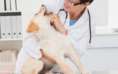 What Role Does an Internist Play During Veterinary Surgery?