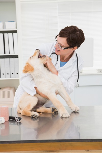 What Role Does an Internist Play During Veterinary Surgery?