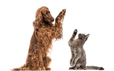 How Can Internal Medicine Improve Your Pet’s Health?