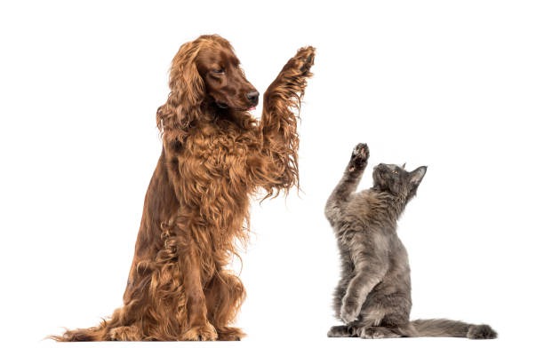 How Can Internal Medicine Improve Your Pet’s Health?