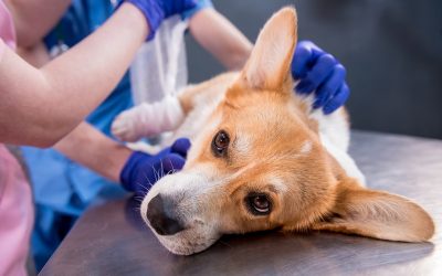 What Role Do Lab Tests Play Before Pet Surgery?