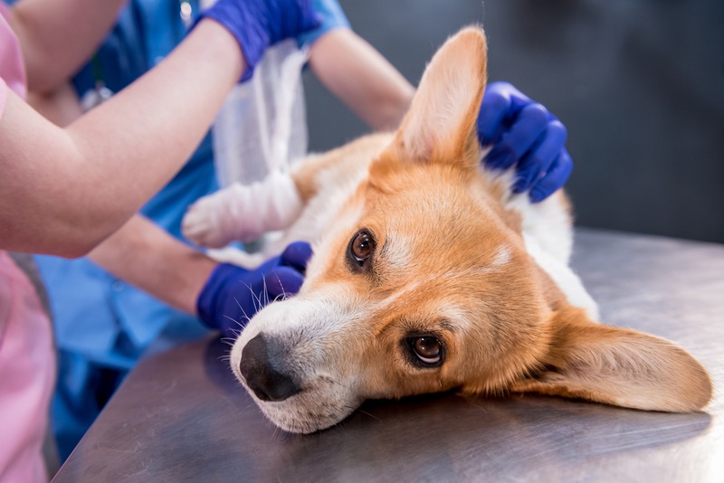 What Role Do Lab Tests Play Before Pet Surgery?