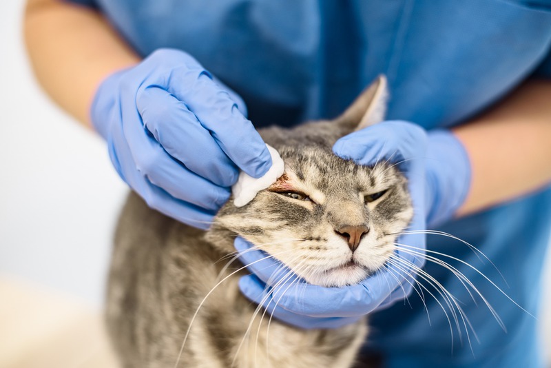 How Quickly Can Vet Labs Diagnose Your Pet’s Illness?