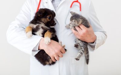 How to Identify Common Puppy and Kitten Ailments?