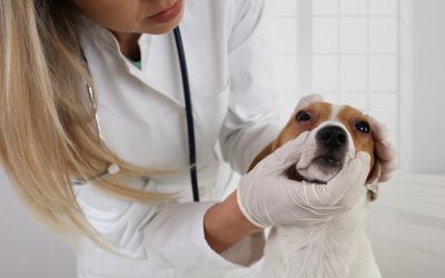 How Can Routine Care Prevent Pet Emergencies?