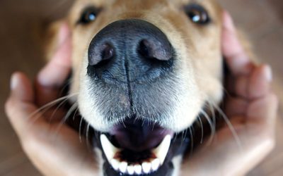 How Do X-Rays Assist in Pet Dental Care?