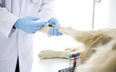 Why Are Diagnostic Tests Important in Pet Emergencies?