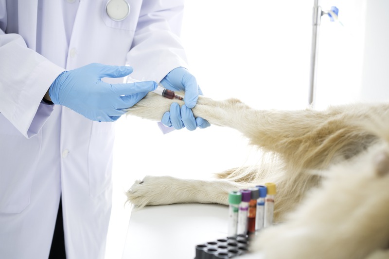 Why Are Diagnostic Tests Important in Pet Emergencies?