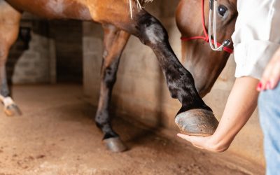 What Are Common Equine Emergencies a Vet Can Handle?