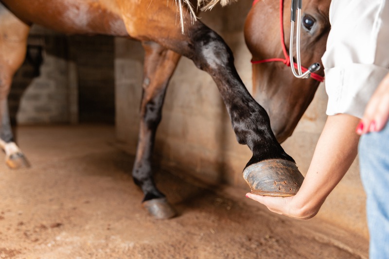 What Are Common Equine Emergencies a Vet Can Handle?