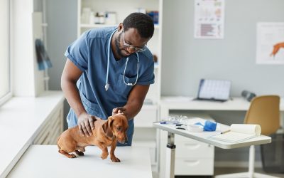 When Should Pets Get Both Cold Laser Therapy and Vaccines?