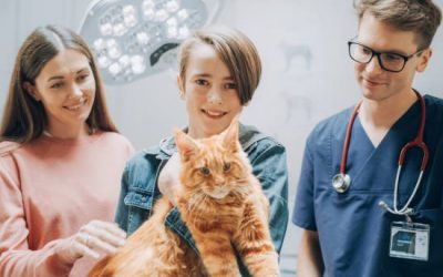 How Do Full-Service Animal Hospitals Benefit Your Pets?