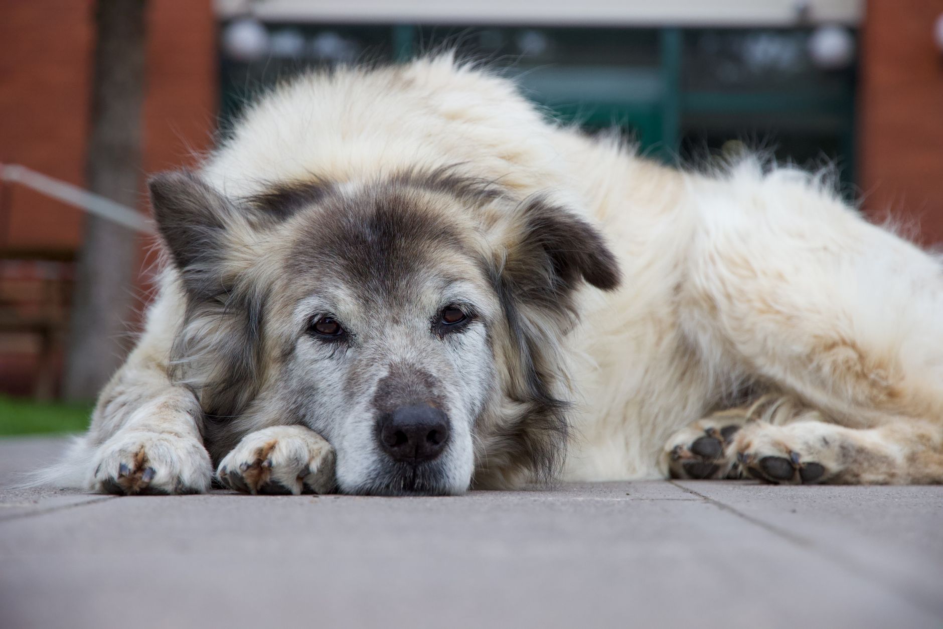 Enrichment for Senior Dogs: Low-Impact Mental Stimulation Ideas