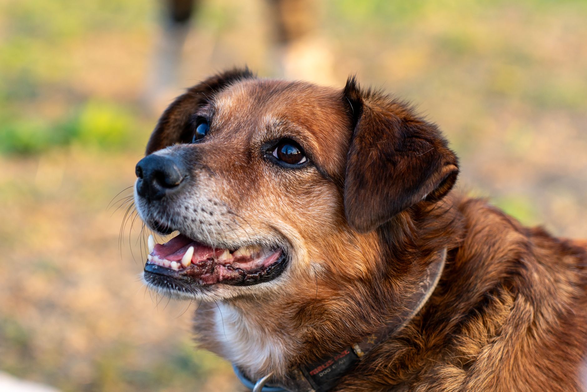 How Accurate Are Dog DNA Tests? Common Reasons Results May Differ
